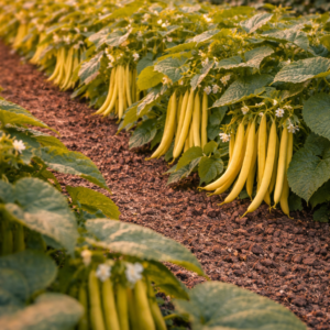100g graines de haricots nain beurre «maxidor»