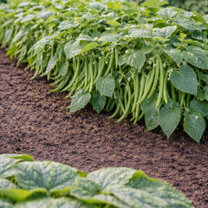 150g de graines de haricots vert nain mangetout « contender»