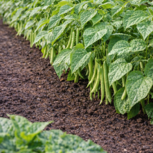 100g de graines de haricots vert nain ‘talisman’ sans fil