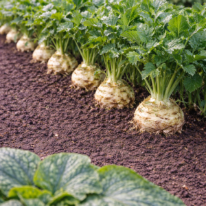 1g de graines de céléri rave albâtre